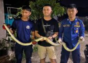 Ular Piton Nyaris Telan Ayam Milik Warga di Padang
