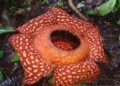 Bunga Rafflesia Ditemukan Mekar Kedua Kalinya di Hutan Saniangbaka Solok