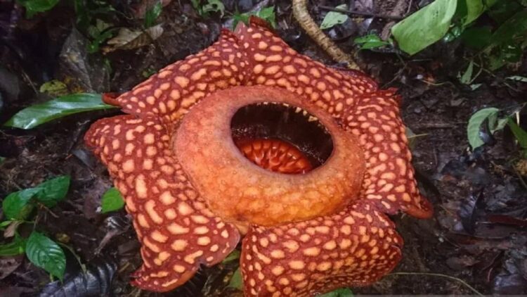 Bunga Rafflesia Ditemukan Mekar Kedua Kalinya di Hutan Saniangbaka Solok 1 Bunga Rafflesia Arnoldi kembali mekar di hutan Saniangbaka, Kecamatan X Koto Singkarak, Kabupaten Solok, Sumatera Barat (ANTARA/HO-Dokumen Pribadi)