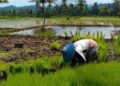 Guna Tingkatkan Produksi, Petani Solok Selatan Dapat Bantuan Benih Padi untuk 1.300 Ha