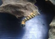 SD di Bukittinggi Ini Dikejutkan Serangan Ratusan Ulat Bulu