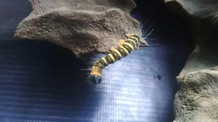 Salah satu jenis ulat bulu yang menyerang permukiman warga. (Foto: Antara)