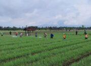 Rp14,05 Miliar Dana Pokir DPRD Agam Digunakan untuk Pertanian