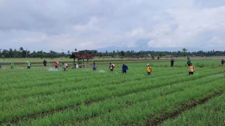 Rp14,05 Miliar Dana Pokir DPRD Agam Digunakan untuk Pertanian 1 Ilustrasi pertanian. (Foto: ANTARA)