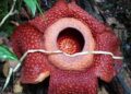 Dua Bunga Rafflesia Arnoldi Ditemukan Mekar Bersamaan di Hutan Gaduangbeo Kabupaten Solok