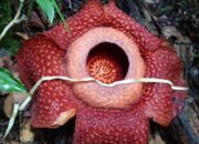 Dua Bunga Rafflesia Arnoldi Ditemukan Mekar Bersamaan di Hutan Gaduangbeo Kabupaten Solok