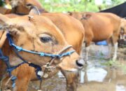 Batal Terima Bantuan Sapi Kurban dari Pemko Padang, Warga Jati Kecewa