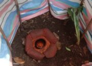 Bonggol Rafflesia Ditemukan di Solok, Diprediksi Mekar dalam Beberapa Hari