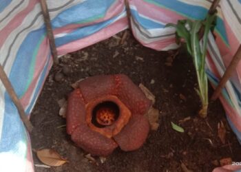 Warga Temukan Bunga Rafflesia Arnoldi di Limau Manih Padang, Sempat Disangka Bangkai Hewan