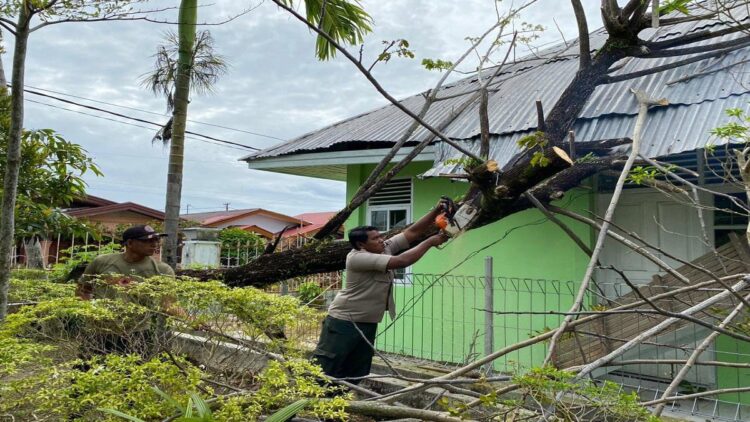 Pohon Tumbang akibat Angin Kencang, Timpa Kabel Listrik dan Pustu di Padang 1 Petugas BPBD Padang membersihkan material pohon tumbang yang menimpa atap pustu. (Foto: Dok. BPBD Padang)