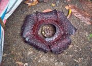 BKSDA Telusuri Asal Bunga Rafflesia Arnoldi yang Ditemukan di Limau Manih, Padang