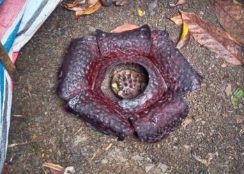 BKSDA Telusuri Asal Bunga Rafflesia Arnoldi yang Ditemukan di Limau Manih, Padang