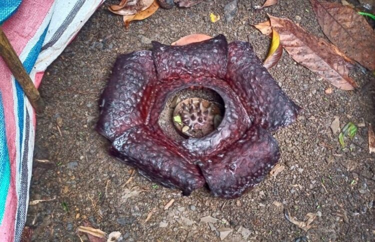BKSDA Telusuri Asal Bunga Rafflesia Arnoldi yang Ditemukan di Limau Manih, Padang 1 Bunga Rafflesia Arnoldi di kawasan Limau Manih, Kecamatan Pauh, Kota Padang kondisinya kini. (Foto: Dok. Muhammad Aidil)