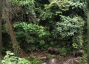 Gajah Muncul Dalam Hutan Lindung di Sijunjung, BKSDA Antisipasi Upaya Perburuan