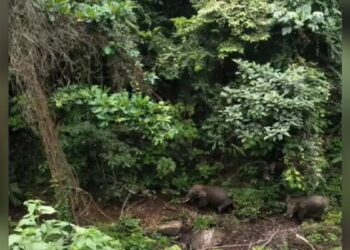 Gajah Muncul Dalam Hutan Lindung di Sijunjung, BKSDA Antisipasi Upaya Perburuan