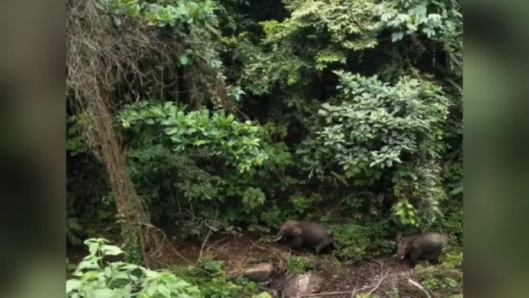 Gajah Muncul Dalam Hutan Lindung di Sijunjung, BKSDA Antisipasi Upaya Perburuan 1 Tangkapan layar dua ekor gajah yang ditemukan di Sijunjung. (Foto: Dok. Instagram (@sijunjung_traveling)