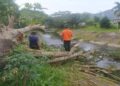 Pohon Tumbang, Aliran Sungai Jirak Padang Nyaris Meluap