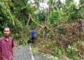 Pohon Tumbang Tutup Akses Jalan Warga di Mata Air Padang 3 Pohon Tumbang Tutup Akses Jalan Warga di Mata Air Padang