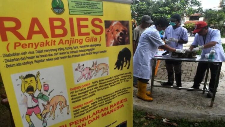 Lima Penyakit Tropis Terabaikan Ini masih Ditemukan di Indonesia, Ini Daftarnya 1 Petugas dari Dinas Ketahanan Pangan dan Pertanian (DKPP) Kota Bogor bersiap menyuntikkan vaksin rabies pada seekor kucing di Perumahan PWI, Kelurahan Cipaku, Kota Bogor, Jawa Barat, Kamis (26/1/2023). ANTARA FOTO/Arif Firmansyah/hp.
