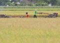 Hampir Seluruh Daerah Panen, Mentan Pastikan Stok Beras Nasional Cukup jelang Ramadhan