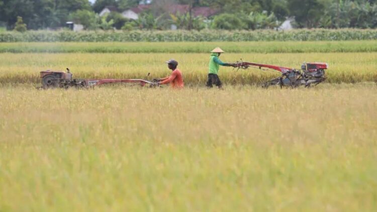 Ilustrasi pekerja membajak sawah di antara lahan padi siap panen di Desa Peh Wetan, Kediri, Jawa Timur, Senin (13/2/2023). ANTARA FOTO/Prasetia Fauzani/rwa
