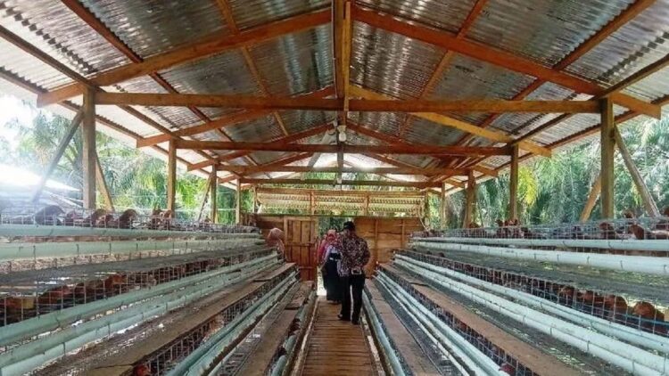 Salah satu kandang ternak di Kecamatan Talamau menggunakan dana nagari atau desa sebagai upaya menjaga ketahanan pangan di daerah itu. (ANTARA/Altas Maulana)