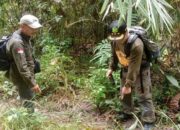 Telusuri Keberadaan Gajah yang Muncul di Sijunjung, Ini yang Dilakukan BKSDA Sumbar