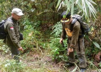 Telusuri Keberadaan Gajah yang Muncul di Sijunjung, Ini yang Dilakukan BKSDA Sumbar