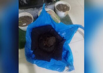 Bunga Rafflesia Arnoldi yang dibawa petugas BKSDA Sumbar dari kawasan Limau Manih, Kecamatan Pauh, Kota Padang. (Foto: Dok. Istimewa)