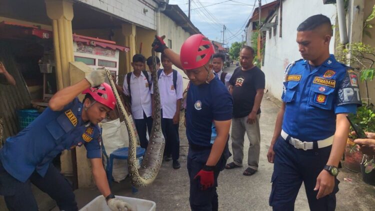 Evakuasi ular sepanjang 2,5 meter di kawasan Siteba, Kecamatan Nanggalo pada Senin (6/2/2023) siang. (Dok. Dinas Damkar Padang)