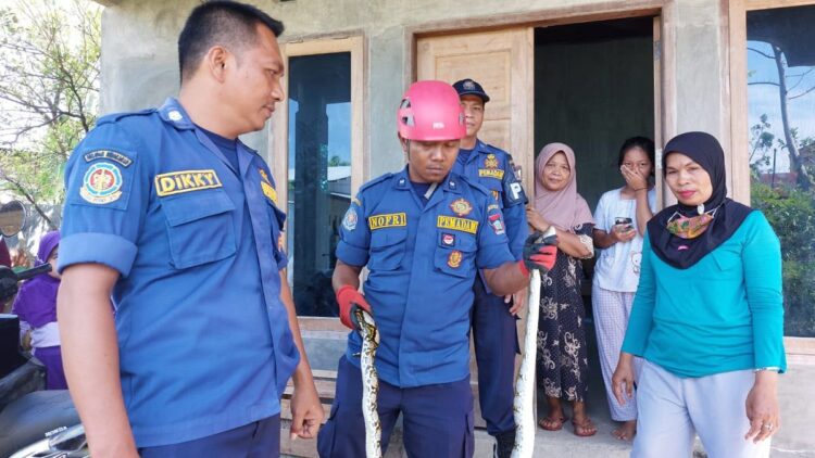 Petugas mengevakuasi ular piton di rumah milik seorang warga di kawasan Taruko, Kelurahan Korong Gadang, Kecamatan Kuranji pada Sabtu (25/2/2023) pagi. (Foto: Dok. Dinas Damkar Padang)
