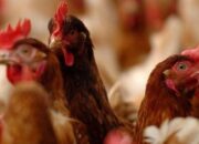 Waspadai Flu Burung, Kemenkes Minta Laporkan segera jika Ada Kematian Unggas Mendadak