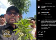 Unggah Foto Pegang Tanaman Ganja, Anggota DPR Nasir Djamil: Siap-siap Beli Lahan di Aceh