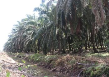 Pemkab Pasbar Targetkan 1.000 Hektare Sawit Diremajakan pada 2023