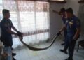 Seekor Ular Piton 2,5 Meter Dievakuasi dari Rumah Warga di Padang