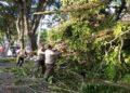 Rawan, Ini Daftar Lokasi Rentan Pohon Tumbang di Padang Versi DLH