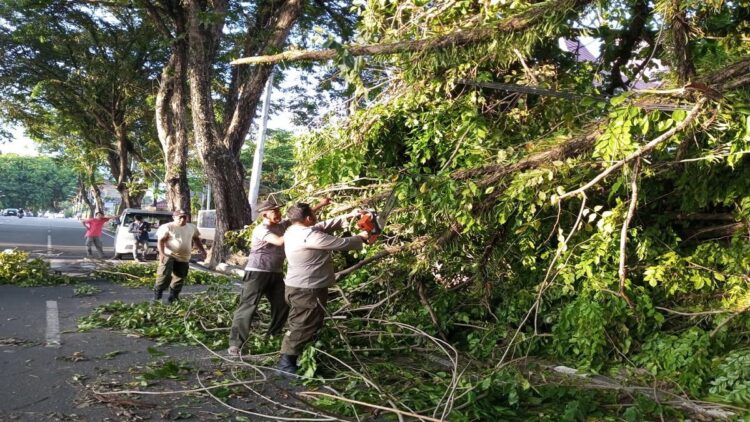 Rawan, Ini Daftar Lokasi Rentan Pohon Tumbang di Padang Versi DLH 1 Evakuasi pohon tumbang di kawasan Rasuna Said pada Kamis (16/3/2023) malam. (Foto: Dok. Pusdalops PB)
