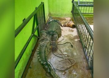 Buaya sepanjang 2,5 meter yang muncul di kawasan Parupuk Tabing, Kota Padang. (Foto: Dok. BKSDA Sumbar)