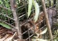 Ternak Diterkam Harimau, Warga Lubuk Gadang Utara Solsel Diminta Sementara Tak ke Ladang 3 Ternak Diterkam Harimau, Warga Lubuk Gadang Utara Solsel Diminta Sementara Tak ke Ladang