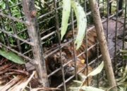 Ternak Diterkam Harimau, Warga Lubuk Gadang Utara Solsel Diminta Sementara Tak ke Ladang