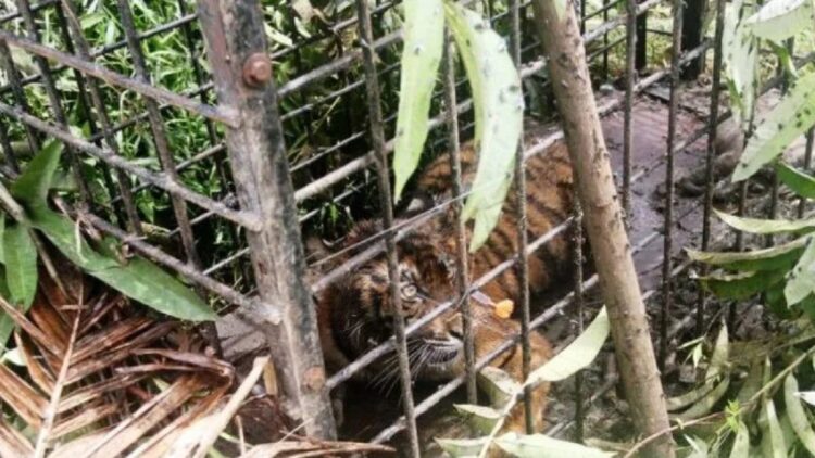 Seekor harimau sumatera (Panthera tigris sumatrae) berada dalam perangkap Balai Konservasi Sumber Daya Alam (BKSDA) Sumatera Barat setelah disuntik obat bius di Korong Surantiah Koto Buruak, Nagari Lubuk Alung, Kecamatan Lubuk Alung, Kabupaten Padang Pariaman, Sumatera Barat, Senin (13/7/2020). (ANTARA FOTO/Muhammad Arif Pribadi/wsj.)