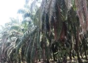 Pemkab Pasaman Barat Ajak Petani Sawit Usulkan Peremajaan, Target 1.000 Hektare pada 2025