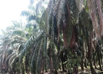 Agar Panen Meningkat, Pemkab Pasbar Dorong Petani Sawit Gunakan Bibit Unggul