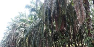 Agar Panen Meningkat, Pemkab Pasbar Dorong Petani Sawit Gunakan Bibit Unggul