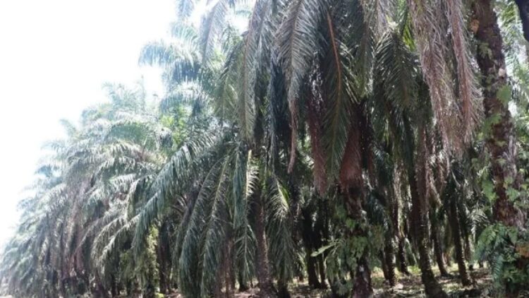 Pemkab Pasaman Barat Ajak Petani Sawit Usulkan Peremajaan, Target 1.000 Hektare pada 2025 1 Kebun kelapa sawit masyarakat di Kabupaten Pasaman Barat. (ANTARA/Altas Maulana)