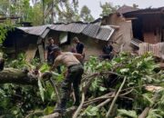 Akibat Angin Kencang, Dua Pohon Trambesi Tumbang di Padang