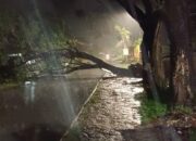 Kota Padang Dikepung Bencana, dari Pohon Tumbang hingga Longsor