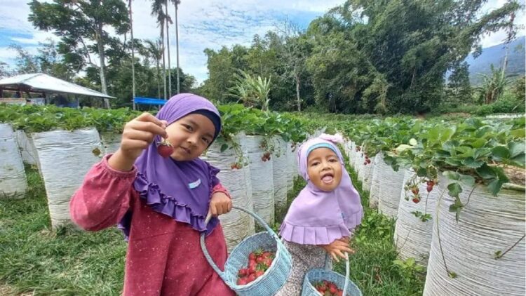 Wisata Petik Stroberi langsung dari batangnya di Pegunungan Singgalang (Antara/Alfatah)