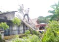 BPBD Bersihkan Pohon Tumbang yang Timpa Atap Rumah Warga di Padang 2 Pohon tumbang di kawasan Lubuk Minturun pada Sabtu (29/4/2023) siang. (Foto: Dok. Pusdalops PB)