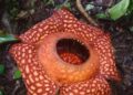 Bunga Rafflesia Ditemukan Mekar di Hutan Gaduangbeo Kabupaten Solok